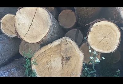 На Кубани «черный лесоруб» уничтожил деревья на 12 млн