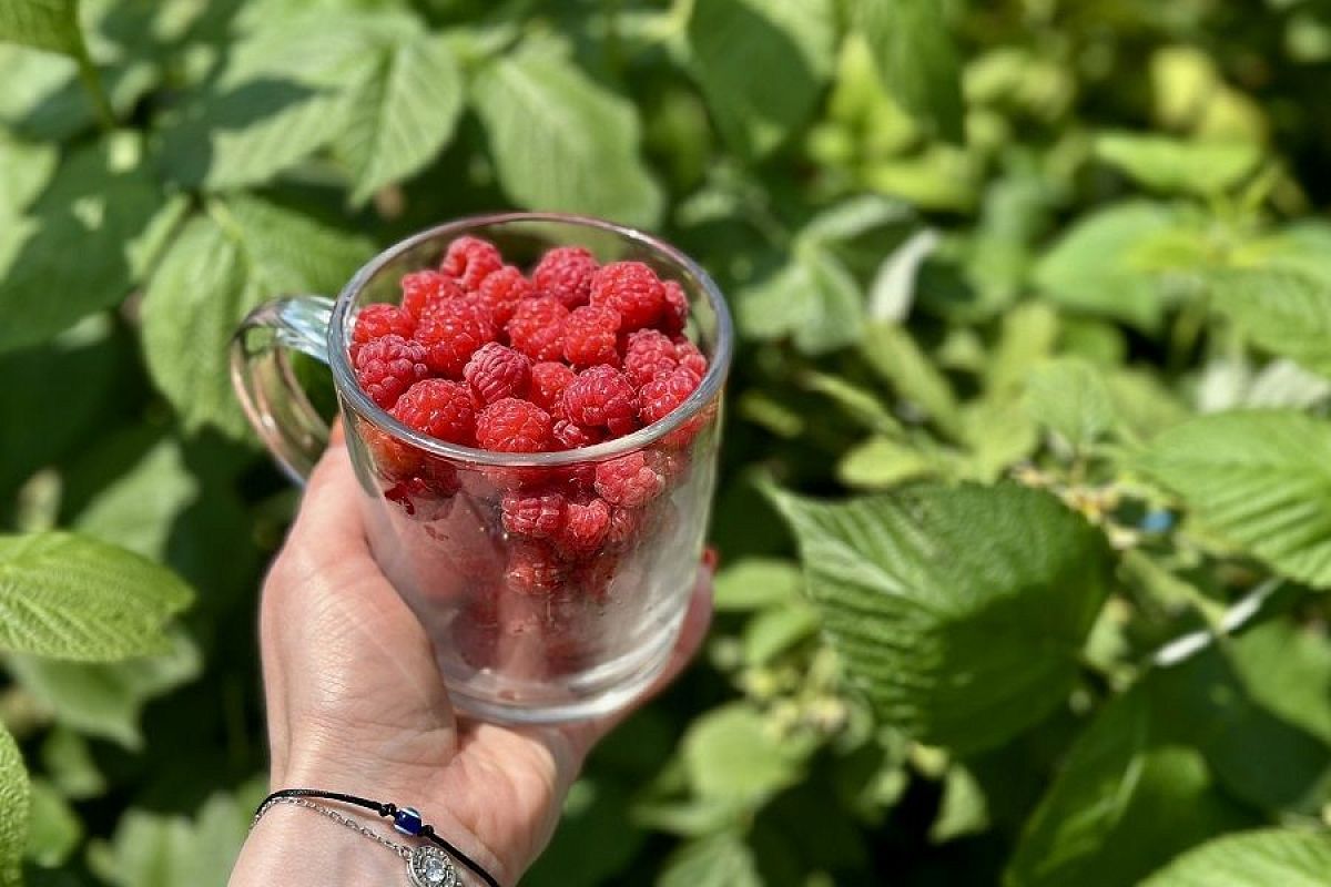 Сладкая, но не парочка: почему малинник под виноградом – плохая идея