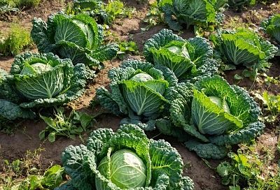 Секрет крупных кочанов: что я обязательно добавляю в лунку при посадке капусты