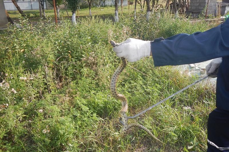 В Краснодарском крае кошка спасла семью с маленькими детьми от змеи