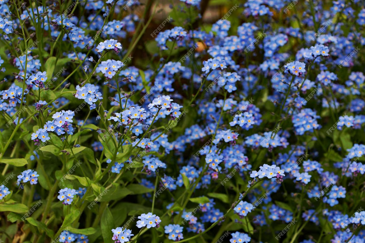 Вообще без претензий: скромная незабудка станет настоящей находкой для вашего сада