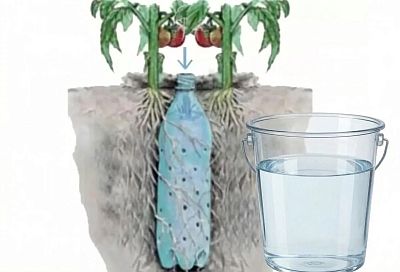 Делаю бутылки для полива томатов, как на рисунке — вода к корням, фитофтора отступает