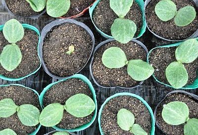 Три способа прорастить семена огурцов: главное, чтобы было тепло и влажно