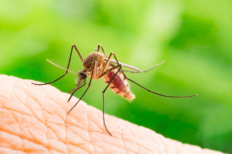 Врач оценил риски распространения коронавирусной инфекции насекомыми