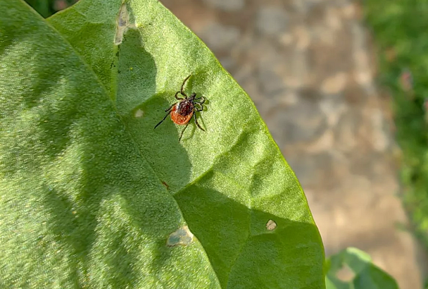 Клещи атакуют: в Краснодарском крае эти насекомые покусали более 4 тыс. человек