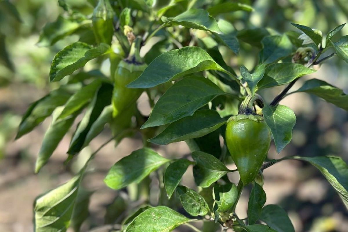 Хлебная подкормка для овощных растений: натуральное удобрение своими руками