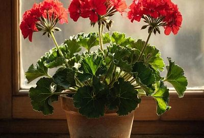 В апреле для герани важнее не тепло, а правильная подкормка. Всего 0,2 грамма борной кислоты, растворенные в литре воды, обеспечат пышное цветение уже к маю. Весь куст будет покрыт бутонами