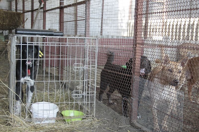 В приюте временно содержатся 300 бездомных собак.