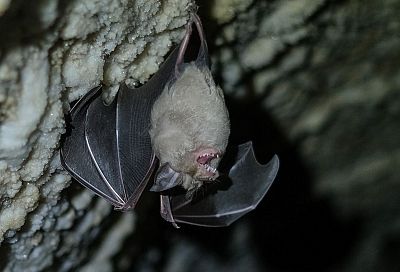 Ученые МГУ провели исследования летучих мышей на территории заповедника «Утриш»