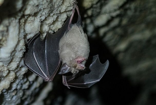 Ученые МГУ провели исследования летучих мышей на территории заповедника «Утриш»