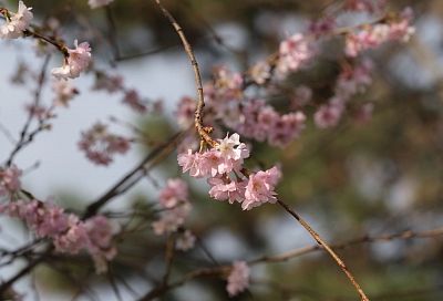 Весна в декабре: в Краснодаре распустились цветы сакуры