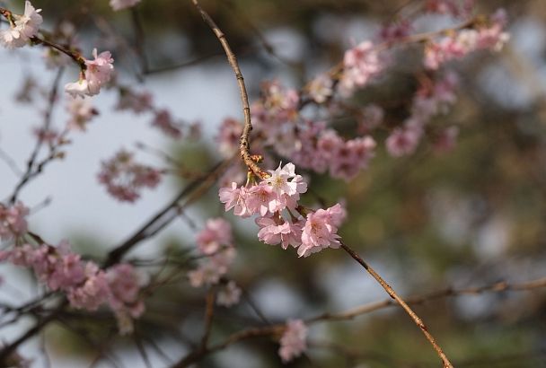 Весна в декабре: в Краснодаре распустились цветы сакуры
