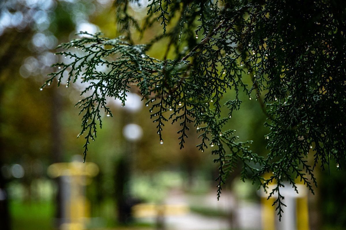 Холода запаздывают: дожди брызнут местами в Краснодарском крае, но будет тепло