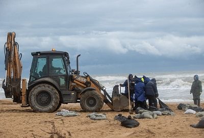 Есть два-три дня для спасения птиц. Биолог - о последствиях разлива нефтепродуктов в Анапы