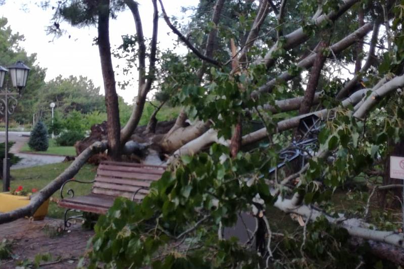 В Геленджике сильный ветер повалил деревья