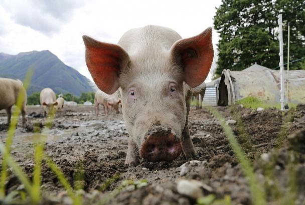 Как Краснодарский край защищают от чумы свиней и птичьего гриппа