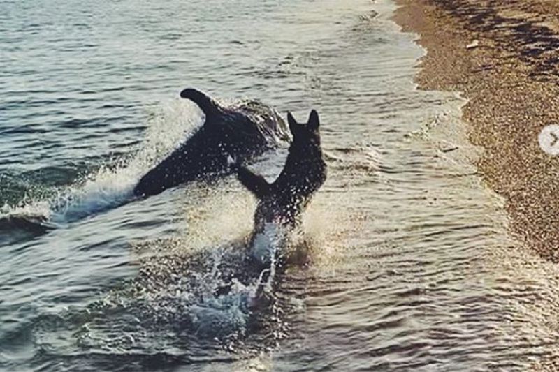 Дельфин и собака или Как пес Патрик подружился с черноморской афалиной (видео)
