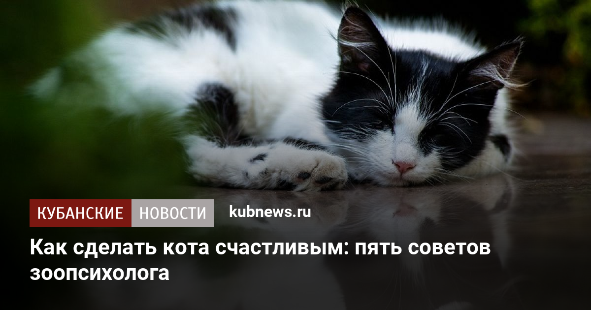 Как воспитать адекватного котенка