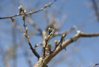Разбудить деревья: чем надо обрабатывать садовые растения весной