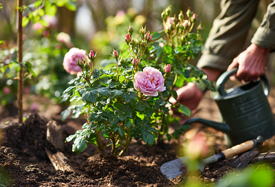Когда начинать подкармливать розы весной и чем лучше всего: секреты шикарного цветения