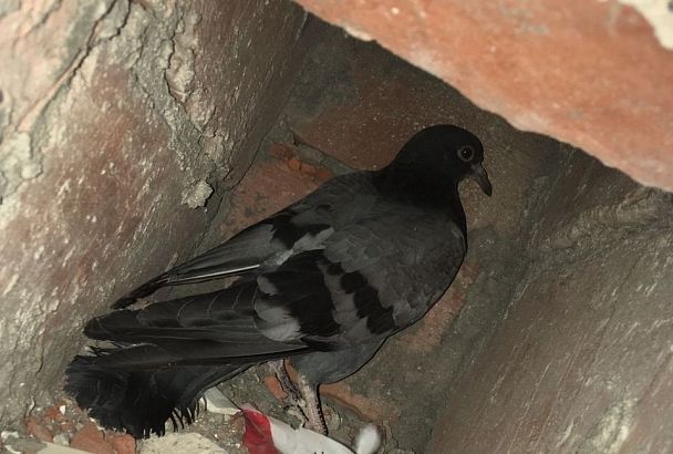Разобрали кирпичную кладку: в Новороссийске спасатели вытащили голубя из вентиляционной шахты