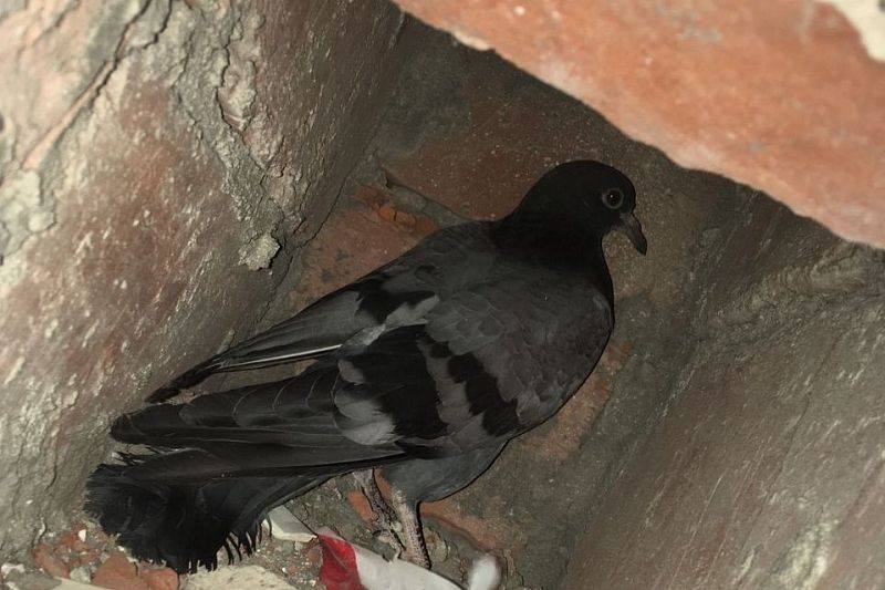 Разобрали кирпичную кладку: в Новороссийске спасатели вытащили голубя из вентиляционной шахты