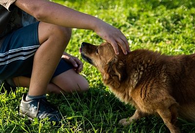 Гладить собак полезно для здоровья: исследование учёных