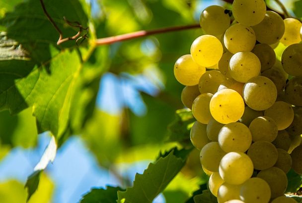 Янтарные грозди Кубани: в чем секрет успеха наших виноделов