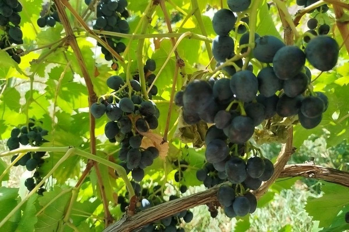 Капризная гроздь: что можно и нельзя сажать рядом с виноградом