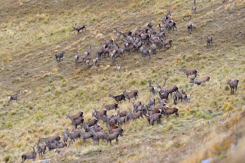 Ученые подсчитали количество оленей в Кавказском заповеднике 