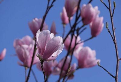 Первые магнолии зацвели в Туапсе  