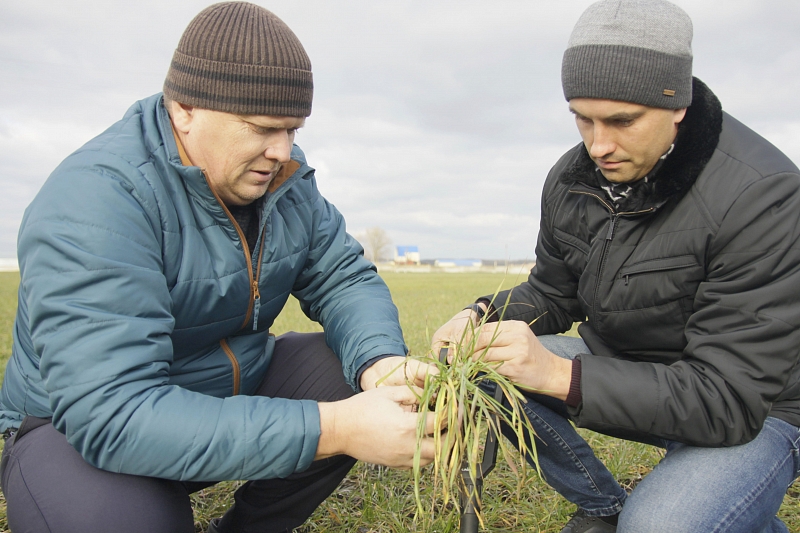 Главный агроном хозяйства Александр Спесивцев и агроном Тимофей Бырдин изучают качество озимых всходов.