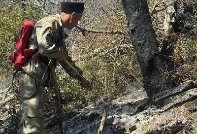 Около 70 редких и исчезающих деревьев уничтожены в анапском заповеднике Утриш при атаке БПЛА