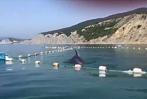Дельфины попали в сети в Новороссийске