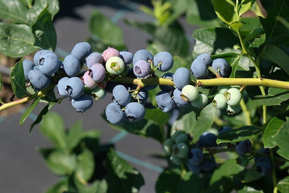 Любовь с кислинкой: особенности посадки голубики для богатого урожая