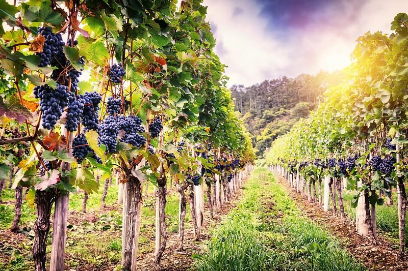 Губернатор Краснодарского края предложил Госдуме законодательно закрепить статус виноградопригодных земель