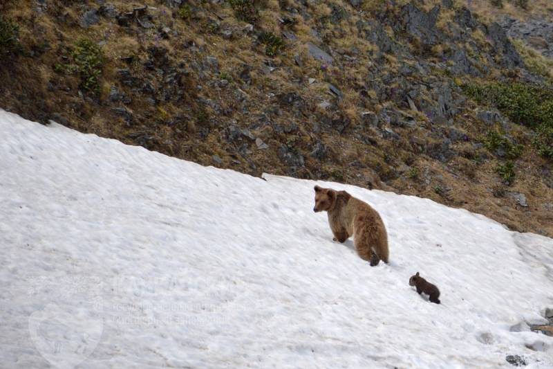 В Кавказском заповеднике посчитали медведей
