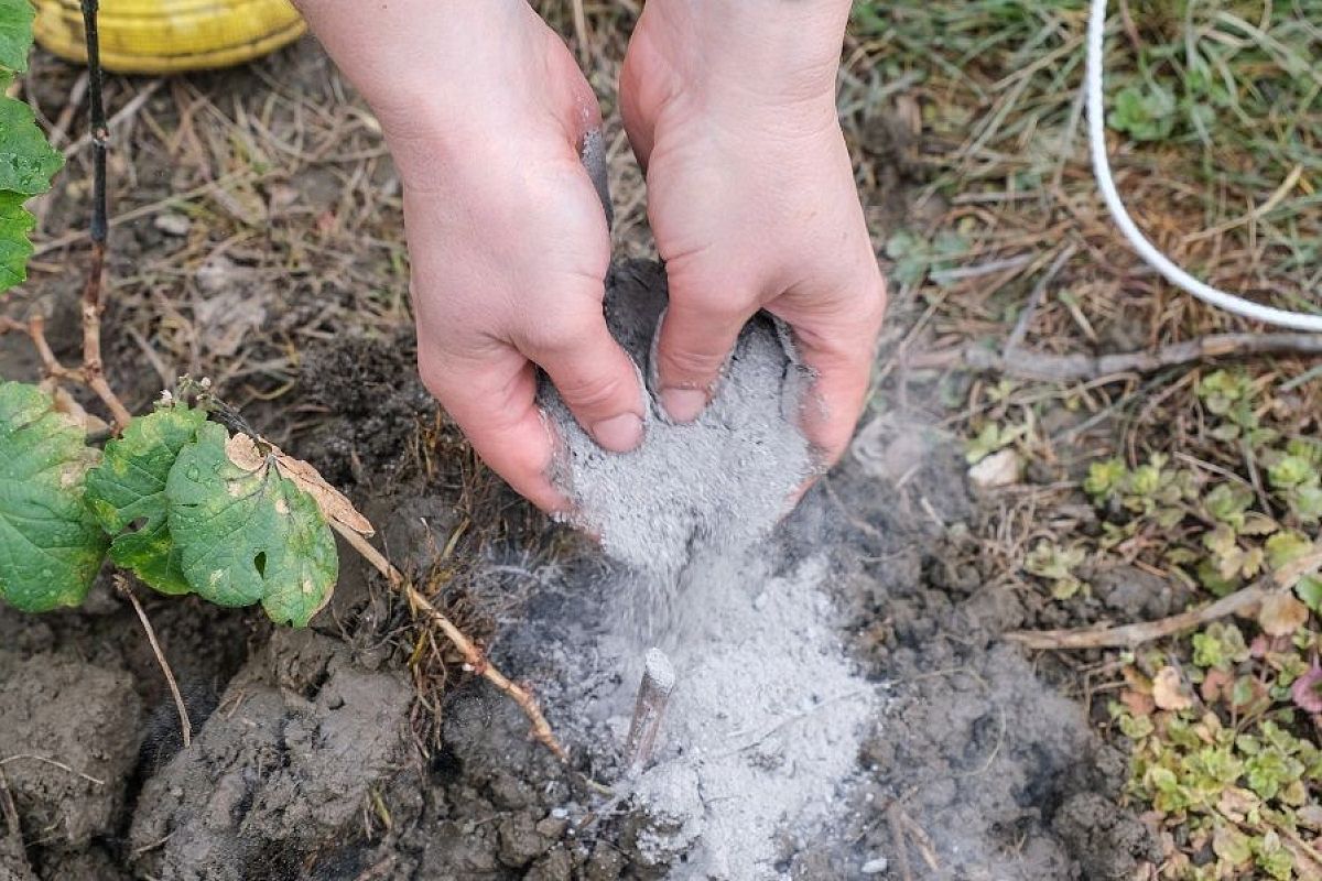 Зола работает как репеллент: 4 способа применения, которые несут максимум пользы