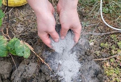 Зола работает как репеллент: 4 способа применения, которые несут максимум пользы