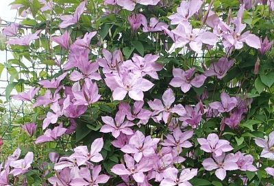 Как из тонкой веточки вырастить пышный куст клематиса за 2 года: пошаговая инструкция