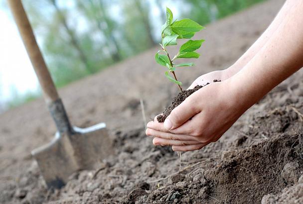 Прими вызов, посади дерево: стартовала экологическая акция «Краснодар — 10 тысяч деревьев»