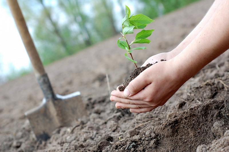 Прими вызов, посади дерево: стартовала экологическая акция «Краснодар — 10 тысяч деревьев»