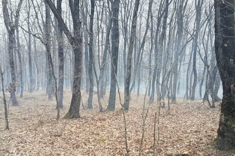 В Краснодарском крае потушили лесной пожар на площади 19 гектаров