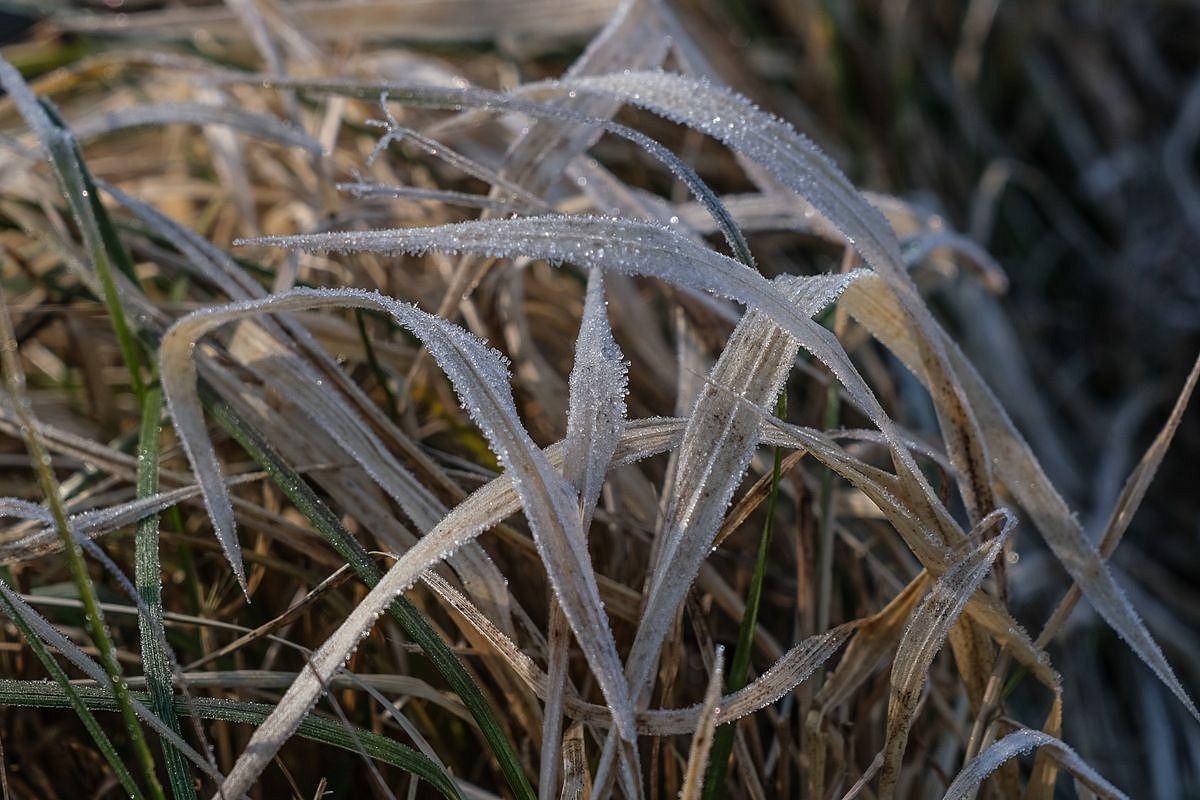 Ночные морозы до -6 градусов ударят в Краснодарском крае