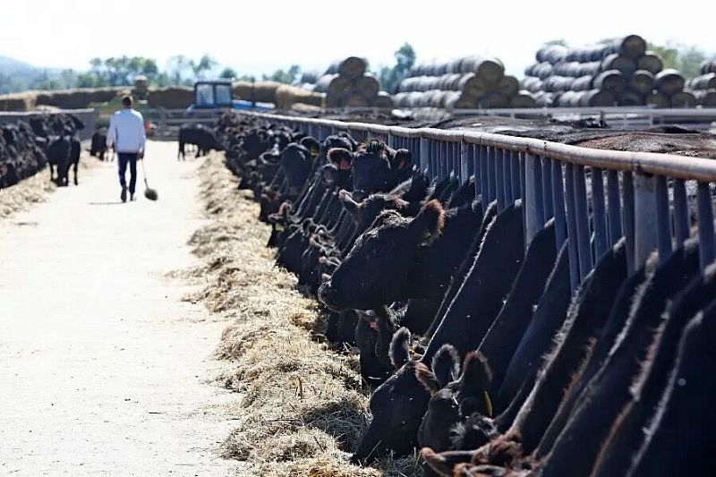 Губернатор Кубани Вениамин Кондратьев: «В животноводстве ставку делаем на развитие отечественной селекции»