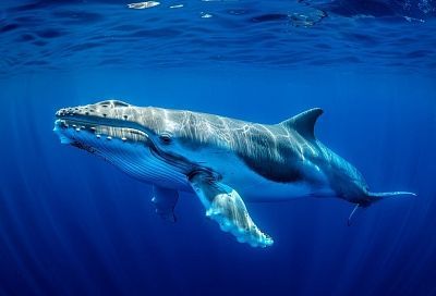 На Камчатке зафиксировали первых серых китов после зимовки в Тихом океане