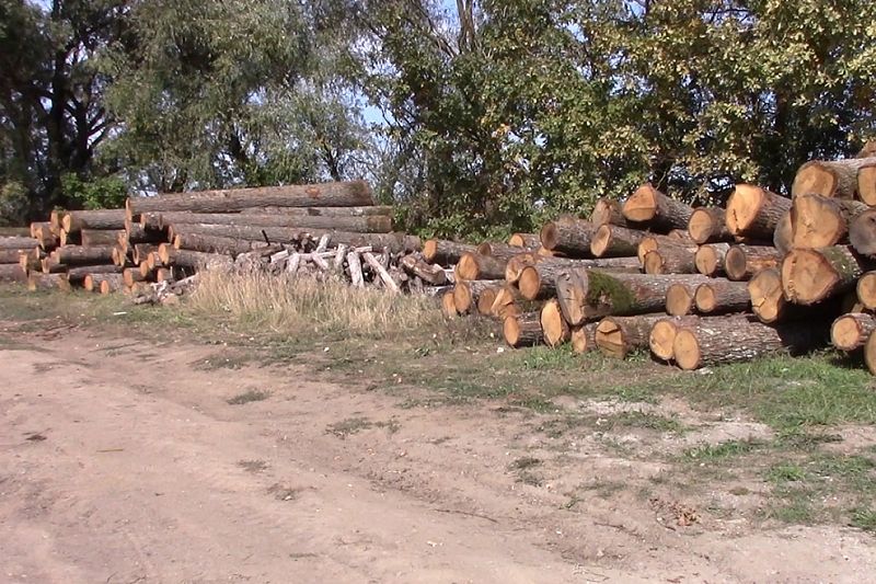Бизнесмен пойдет под суд за вырубку дубов на 21 млн рублей