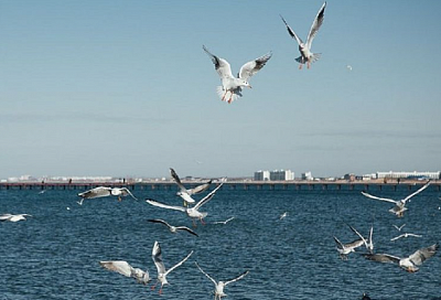 Купальный сезон окончен: температура воды в Черном море не превышает +20