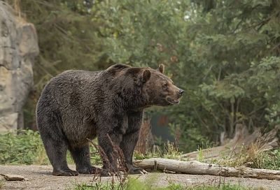 Якутские ученые изучили мозг медведя, который жил 3,5 тыс. лет назад