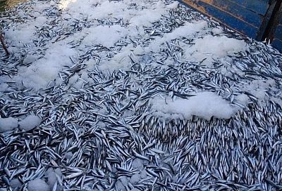 Уловы российских рыбаков в Азовском и Черном морях стали максимальными за последние четыре года